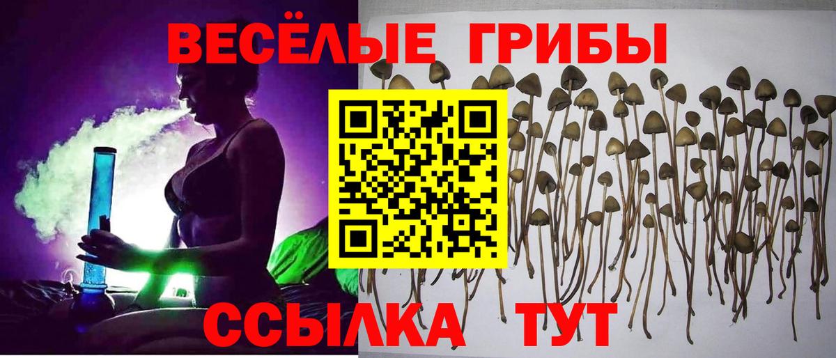 Псилоцибиновые грибы MAGIC MUSHROOMS  Псилоцибиновые грибы GOLDEN TEACHER  Борисоглебск  Вход с VPN 